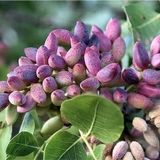 پیش‌بینی برداشت ۱۳ تن پسته در نهاوند