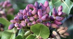 پیش بینی برداشت ۲۵۰ تن پسته در استان کرمانشاه