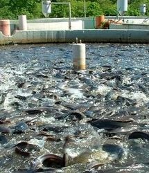 تولید آبزیان در استان لرستان، ۲۰ هزار تن افزایش می‌یابد