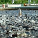 تولید آبزیان در استان لرستان، ۲۰ هزار تن افزایش می‌یابد