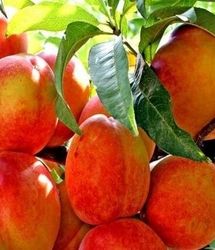 آغاز برداشت ۸۰۰۰ هزار تن هلو و آلو در استان قزوین