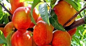 آغاز برداشت ۸۰۰۰ هزار تن هلو و آلو در استان قزوین