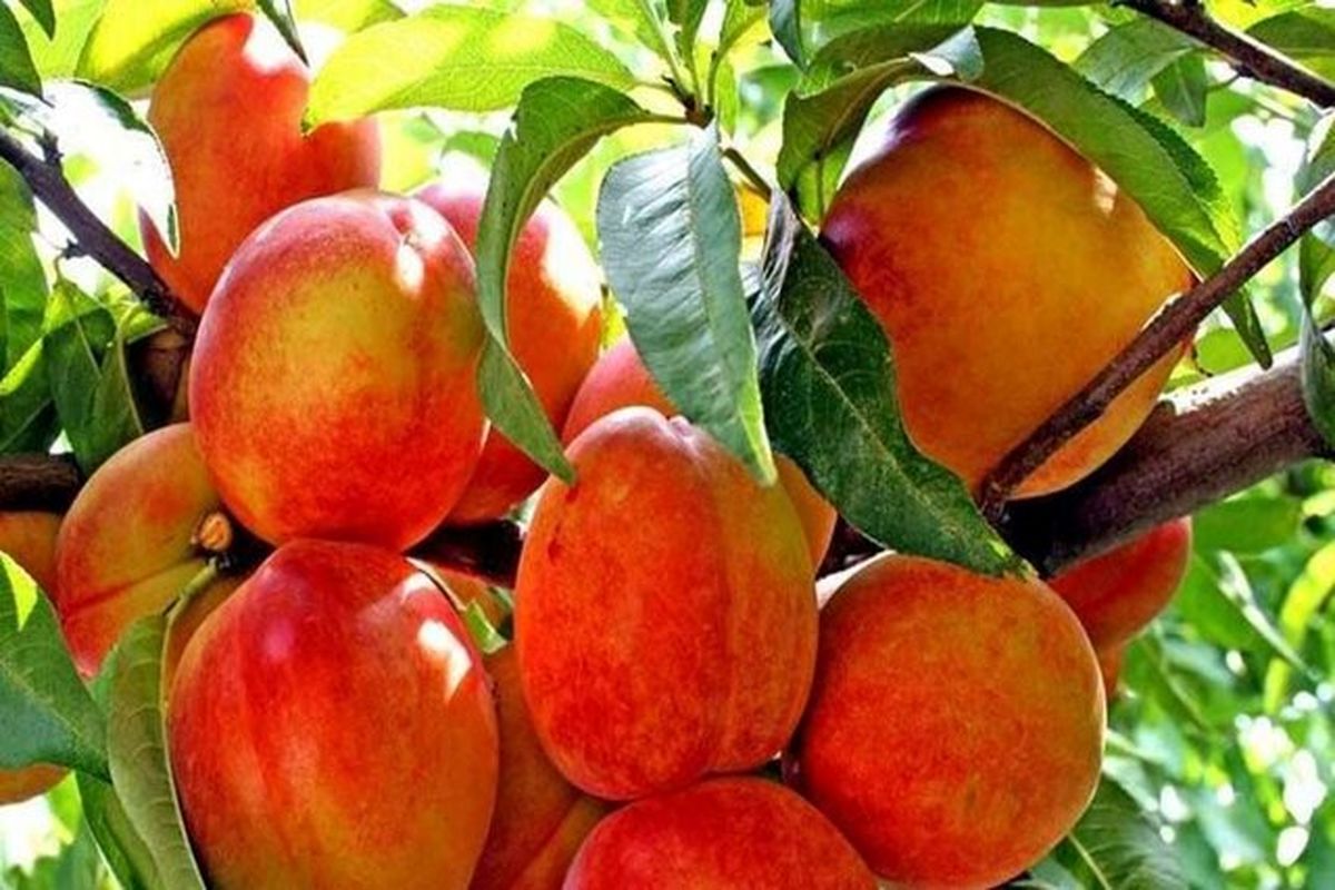 آغاز برداشت ۸۰۰۰ هزار تن هلو و آلو در استان قزوین