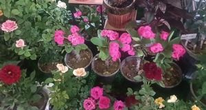 تولید سالانه ۱۱۰ میلیون شاخه گل در خمین