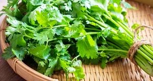 تولید ۷۰  درصد گشنیز کشور در نهاوند استان همدان