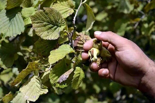 آغاز برداشت نوبرانه محصول فندق در استان گیلان