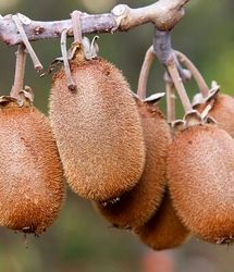 پیش بینی تولید ۲۲۰ هزار تنی کیوی در استان گیلان