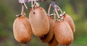 پیش بینی تولید ۲۲۰ هزار تنی کیوی در استان گیلان