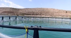 آغاز پرورش آبزیان در قفس در سد آونلیق شهرستان میانه 