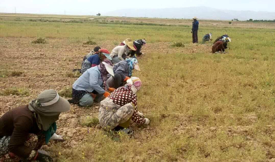 برداشت ۳۰۰ تن محصول زیره سبز در جوین استان خراسان رضوی