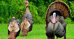 فعالیت ۳۶ واحد فعال پرورش بوقلمون در استان زنجان