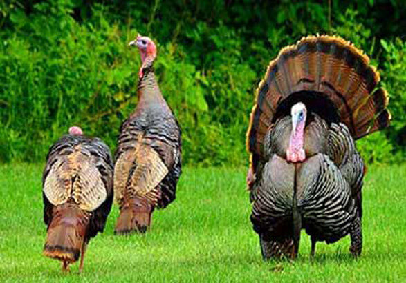 فعالیت ۳۶ واحد فعال پرورش بوقلمون در استان زنجان