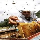 تولید ۴۵ تن عسل در گلوگاه