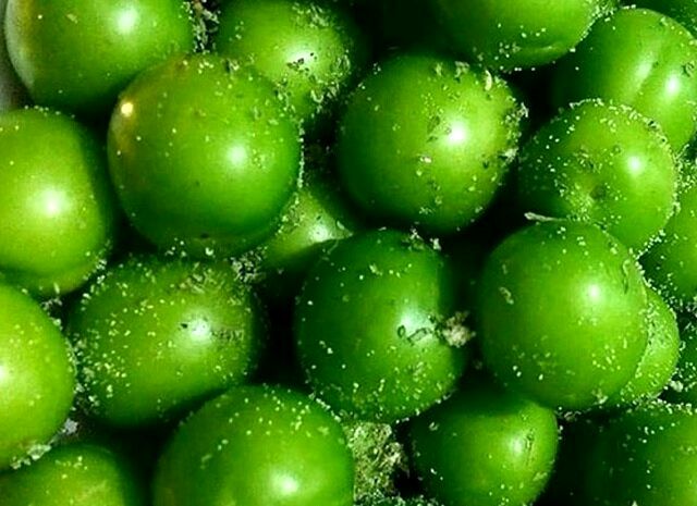 برداشت ۷ تن گوجه سبز در هر هکتار از باغات شهرستان تبریز