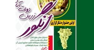 اولین جشنواره شکرگزاری انگور زرین دولت‌آباد برگزار می‌شود