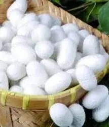 پیش بینی تولید ۶۵ تن نخ ابریشم خام در استان گیلان