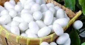 پیش بینی تولید ۶۵ تن نخ ابریشم خام در استان گیلان