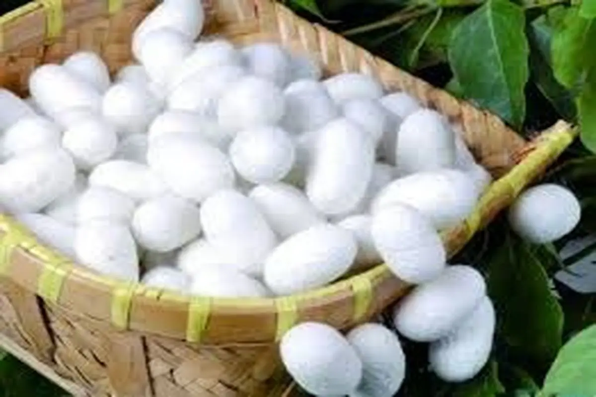 پیش بینی تولید ۶۵ تن نخ ابریشم خام در استان گیلان