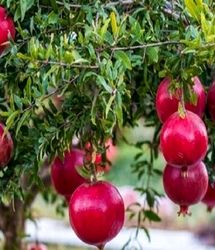 ساوه ظرفیت تبدیل شدن به قطب اول فرآوری و صادرات انار کشور را دارد