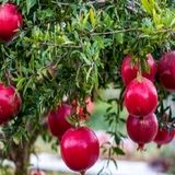 ساوه ظرفیت تبدیل شدن به قطب اول فرآوری و صادرات انار کشور را دارد