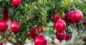 برداشت ۱۰ هزار تن انار در سبزوار