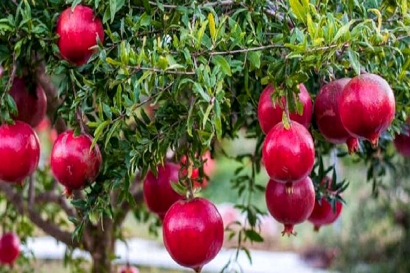 برداشت ۱۰ هزار تن انار در سبزوار