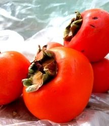 پیشبینی برداشت ۳۵۰۰ تن خرمالو در استان فارس