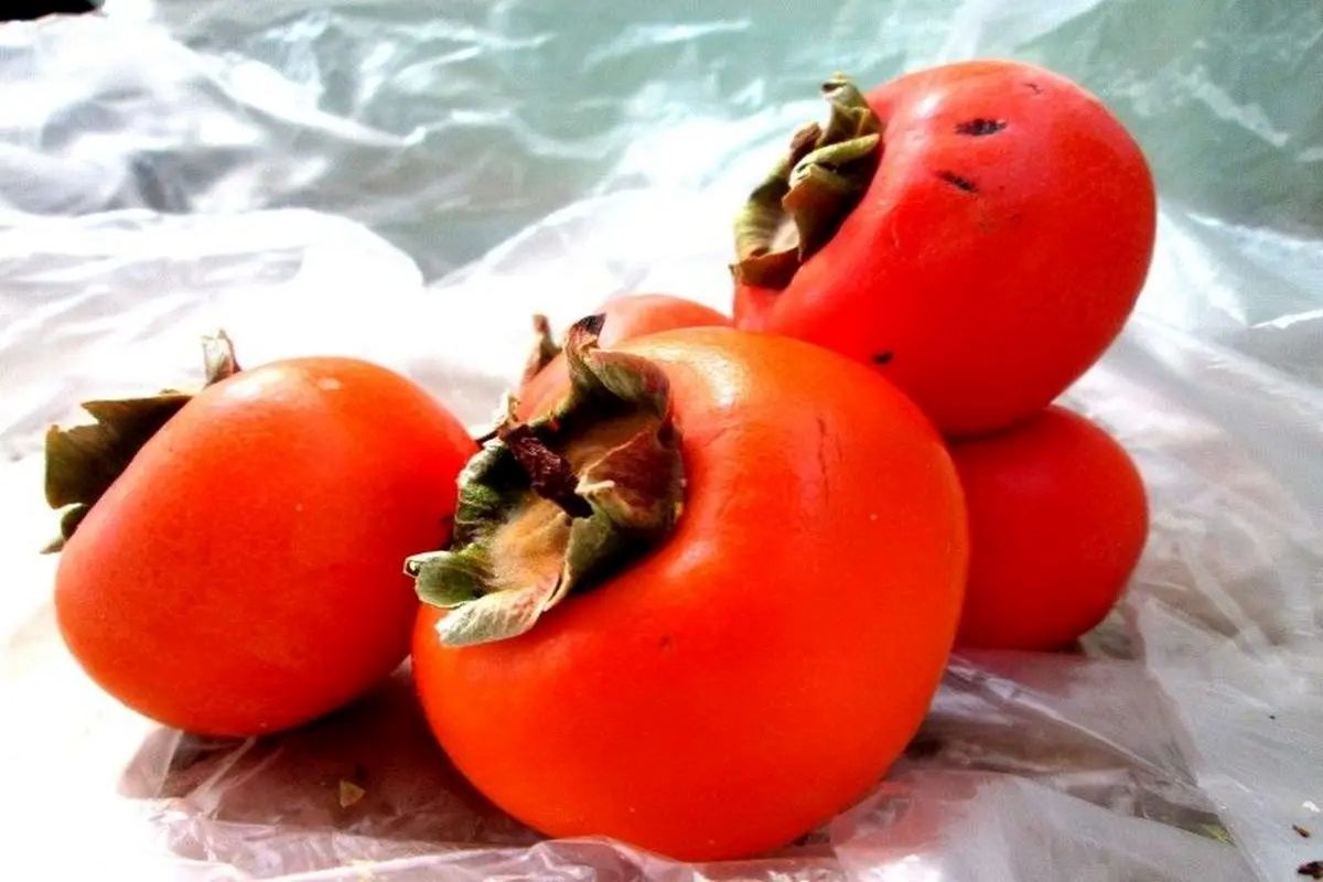 پیشبینی برداشت ۳۵۰۰ تن خرمالو در استان فارس