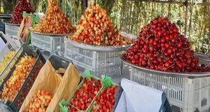 آغاز برداشت آلبالو و گیلاس در بروجرد