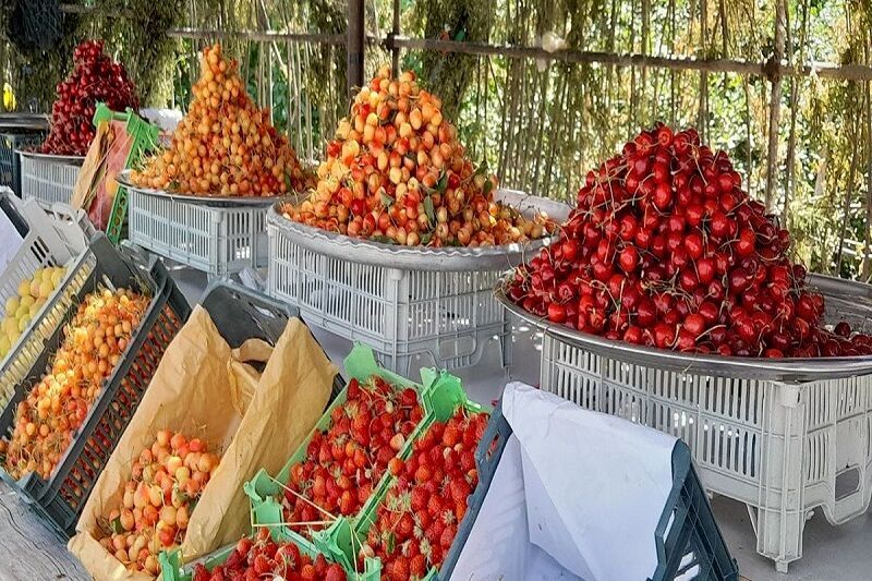 آغاز برداشت آلبالو و گیلاس در بروجرد