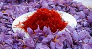 افزایش ۲۵ درصدی سطح زیر کشت زعفران درمینودشت