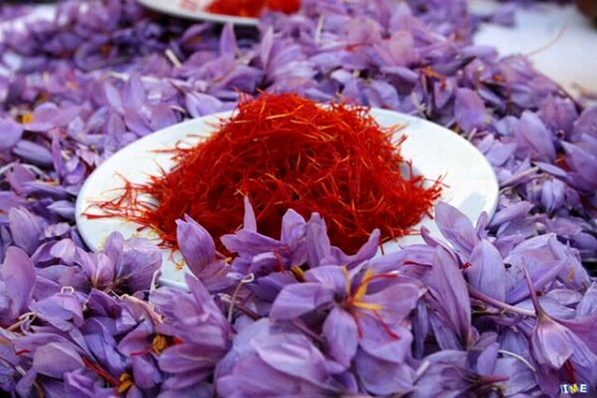 افزایش ۲۵ درصدی سطح زیر کشت زعفران درمینودشت