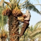 پیش‌بینی برداشت یک میلیون و ۶۸۰ هزار تن خرما از نخلستان‌های کشور