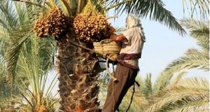 پیش‌بینی برداشت یک میلیون و ۶۸۰ هزار تن خرما از نخلستان‌های کشور