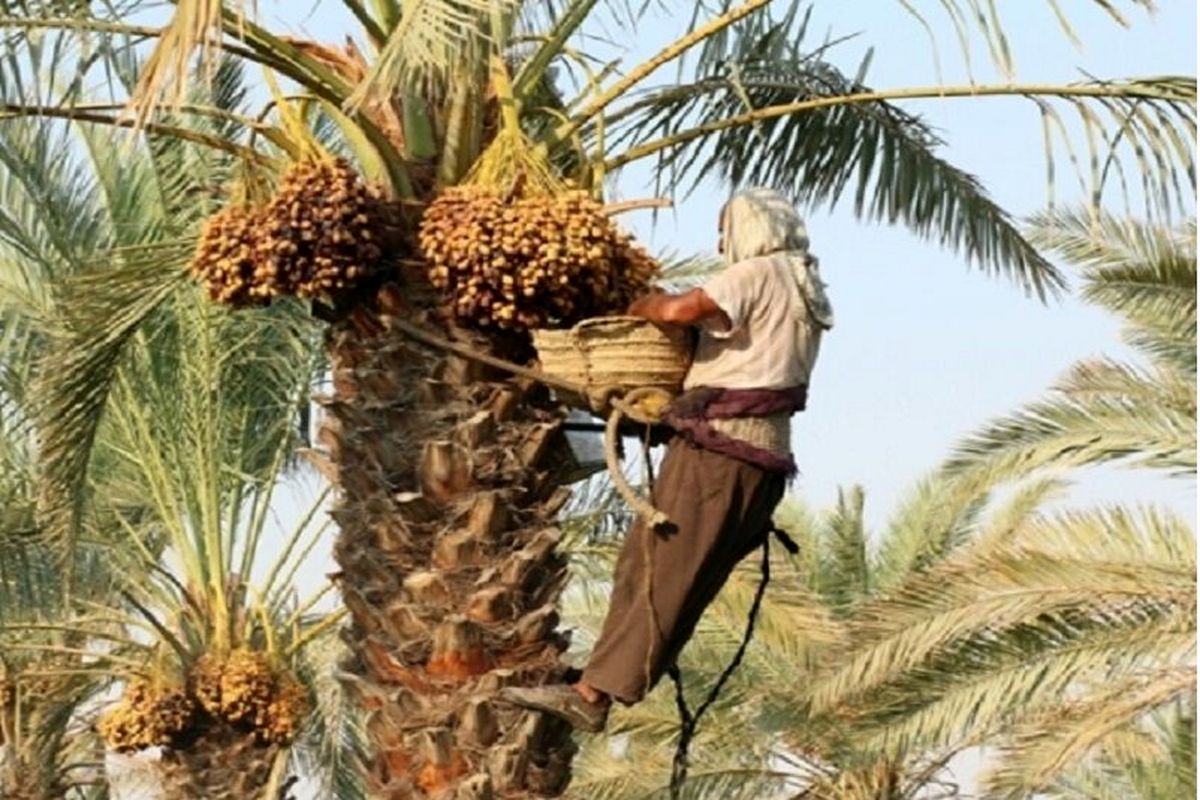 پیشبینی برداشت یک میلیون و ۶۸۰ هزار تن خرما از نخلستانهای کشور