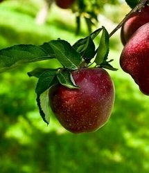 تولید نزدیک به یک میلیون تن محصولات باغی در استان همدان