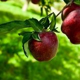تولید نزدیک به یک میلیون تن محصولات باغی در استان همدان