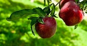 تولید نزدیک به یک میلیون تن محصولات باغی در استان همدان