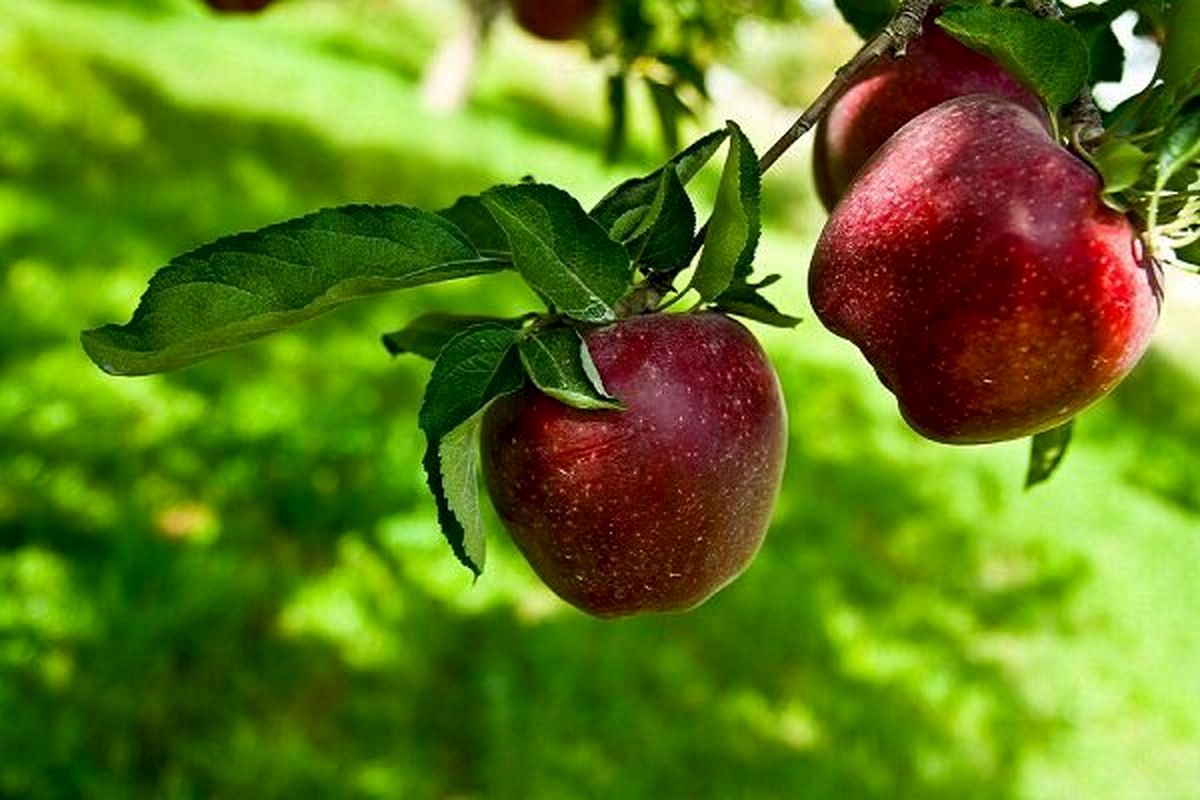 تولید نزدیک به یک میلیون تن محصولات باغی در استان همدان