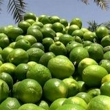 پیش‌بینی برداشت ۱۴۰ هزار تن لیموترش در جهرم