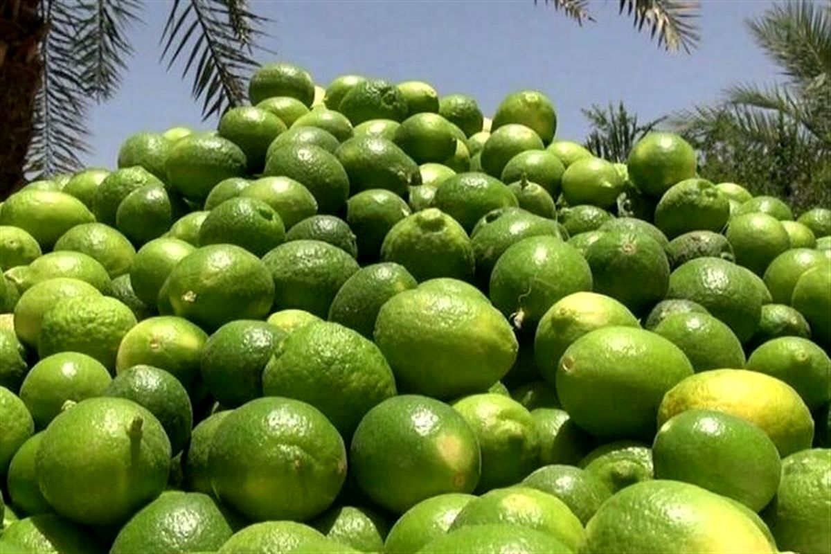 پیشبینی برداشت ۱۴۰ هزار تن لیموترش در جهرم