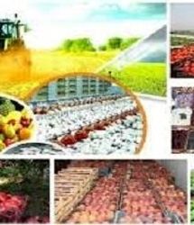 افزایش تورم تولیدکننده محصولات کشاورزی و دامداری