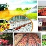 افزایش تورم تولیدکننده محصولات کشاورزی و دامداری