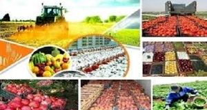 افزایش تورم تولیدکننده محصولات کشاورزی و دامداری
