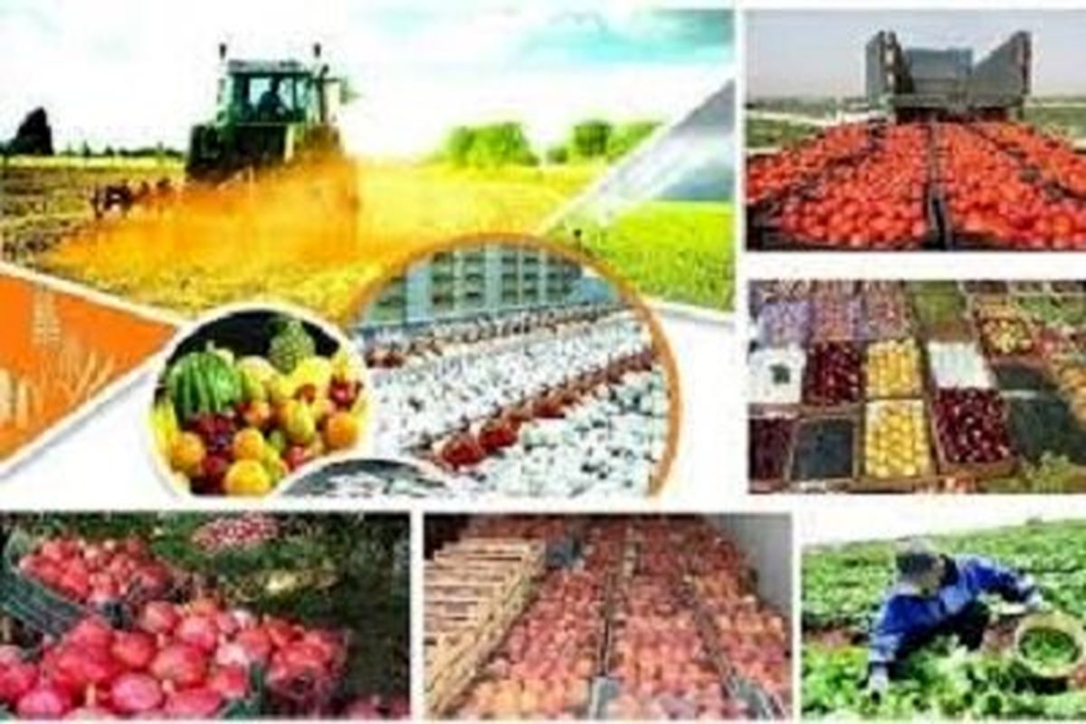 افزایش تورم تولیدکننده محصولات کشاورزی و دامداری
