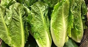 صادرات بیش از ۹ هزار تن کاهو از دزفول به روسیه