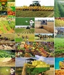 ۴۰۰ خدمت وزارت جهاد کشاورزی، الکترونیکی شد