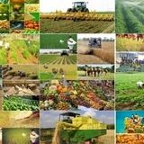 ۴۰۰ خدمت وزارت جهاد کشاورزی، الکترونیکی شد