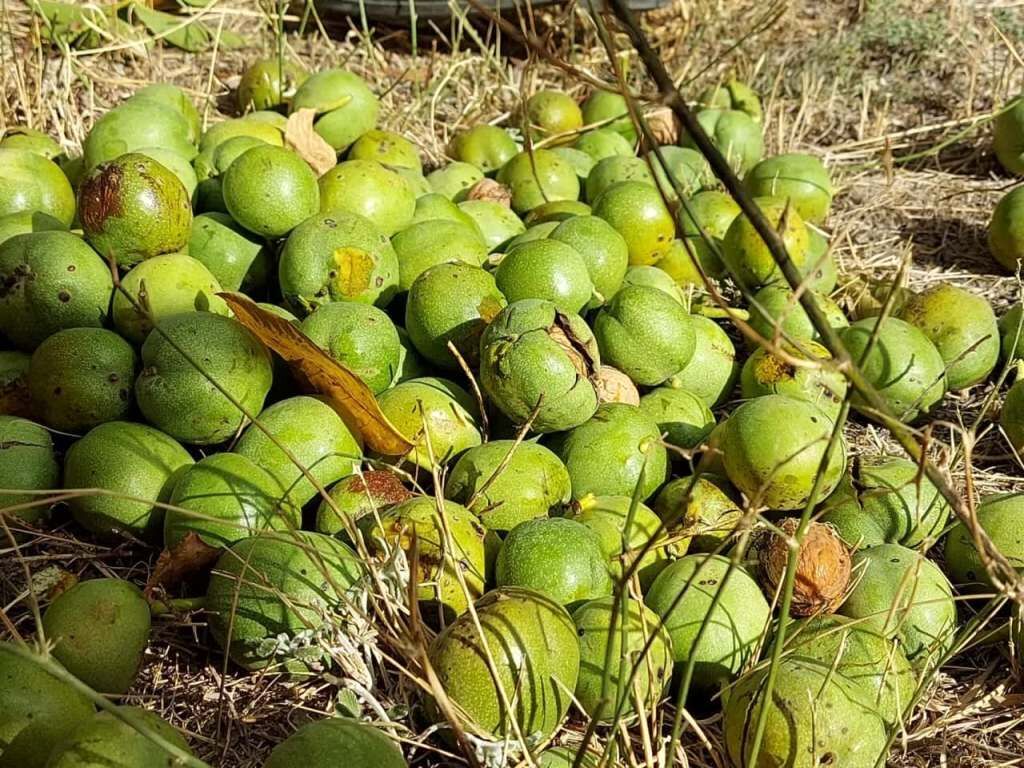 افزایش ۲۲ درصدی تولید گردو در استان آذربایجان‌شرقی