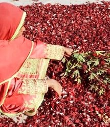 نخستین جشنواره چای ترش در دلگان برگزار شد